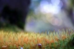 苔の世界 ２５－６（庭園）