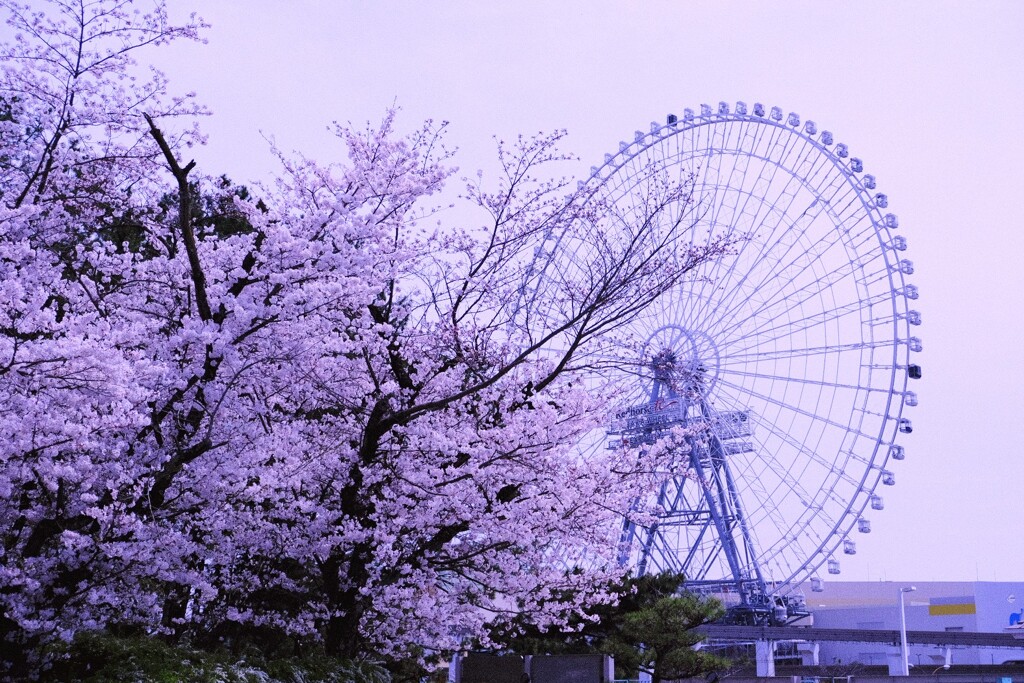 桜2024②