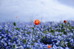 蒼の海に揺れる華。