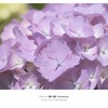弥彦山山頂の紫陽花