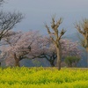 上堰潟公園の夫婦桜と菜の花