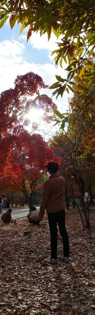 初冬  紅