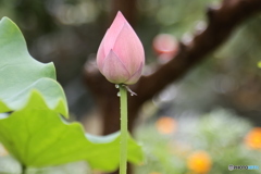 雨后