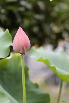 雨后