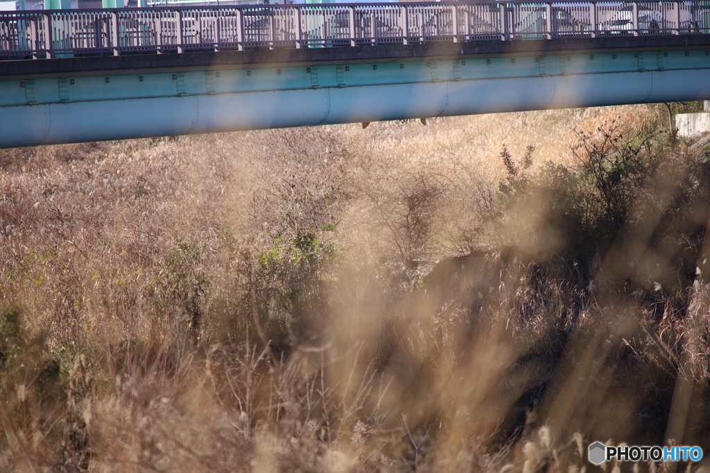 ニコン New Nikkor 200mm F4