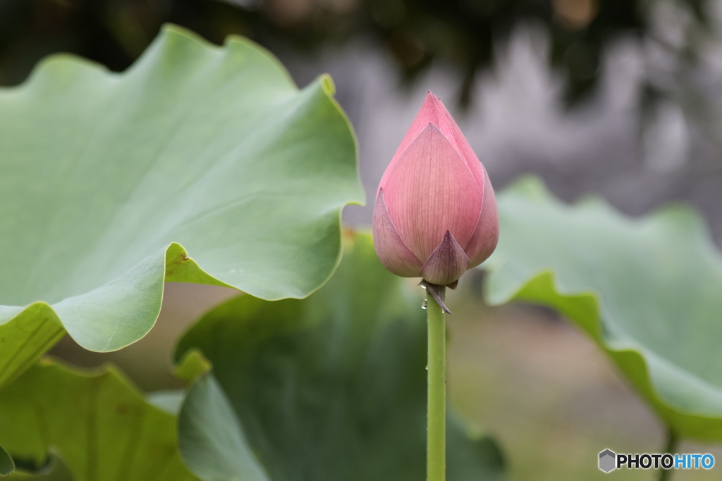 雨后