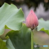 雨后