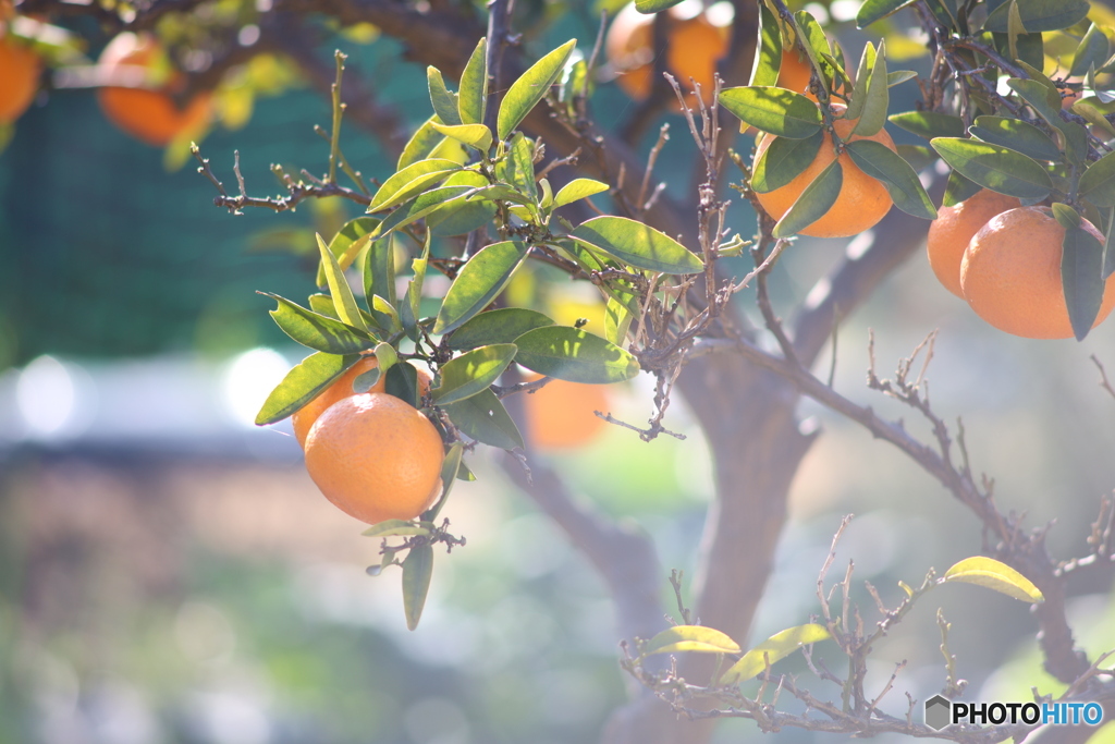 ニコン New Nikkor 200mm F4