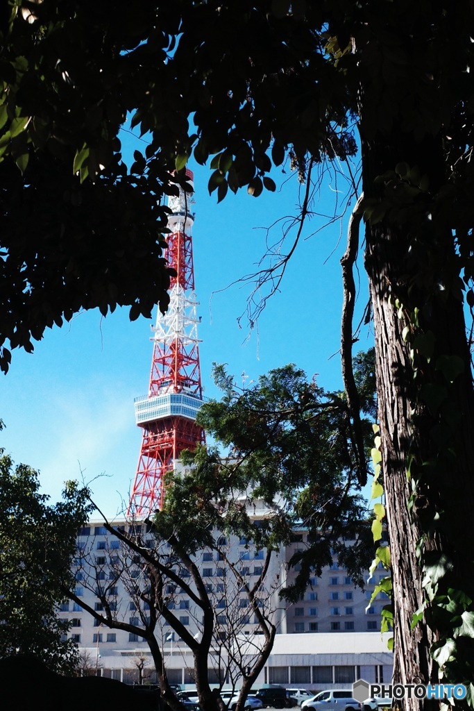 歲末 Tokyo Tower