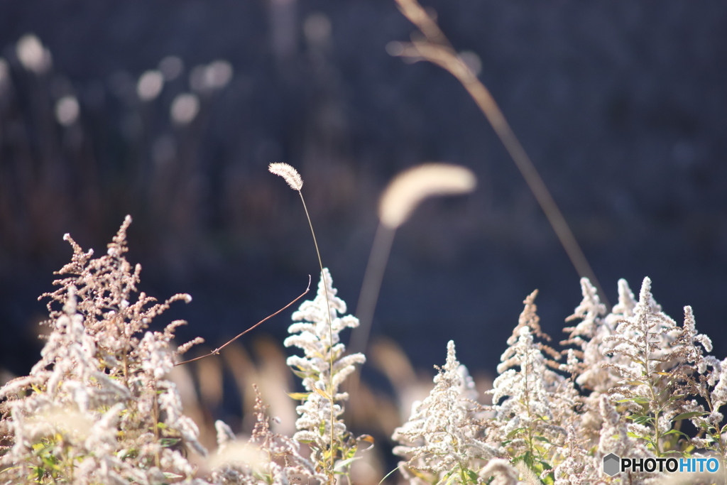 ニコン New Nikkor 200mm F4