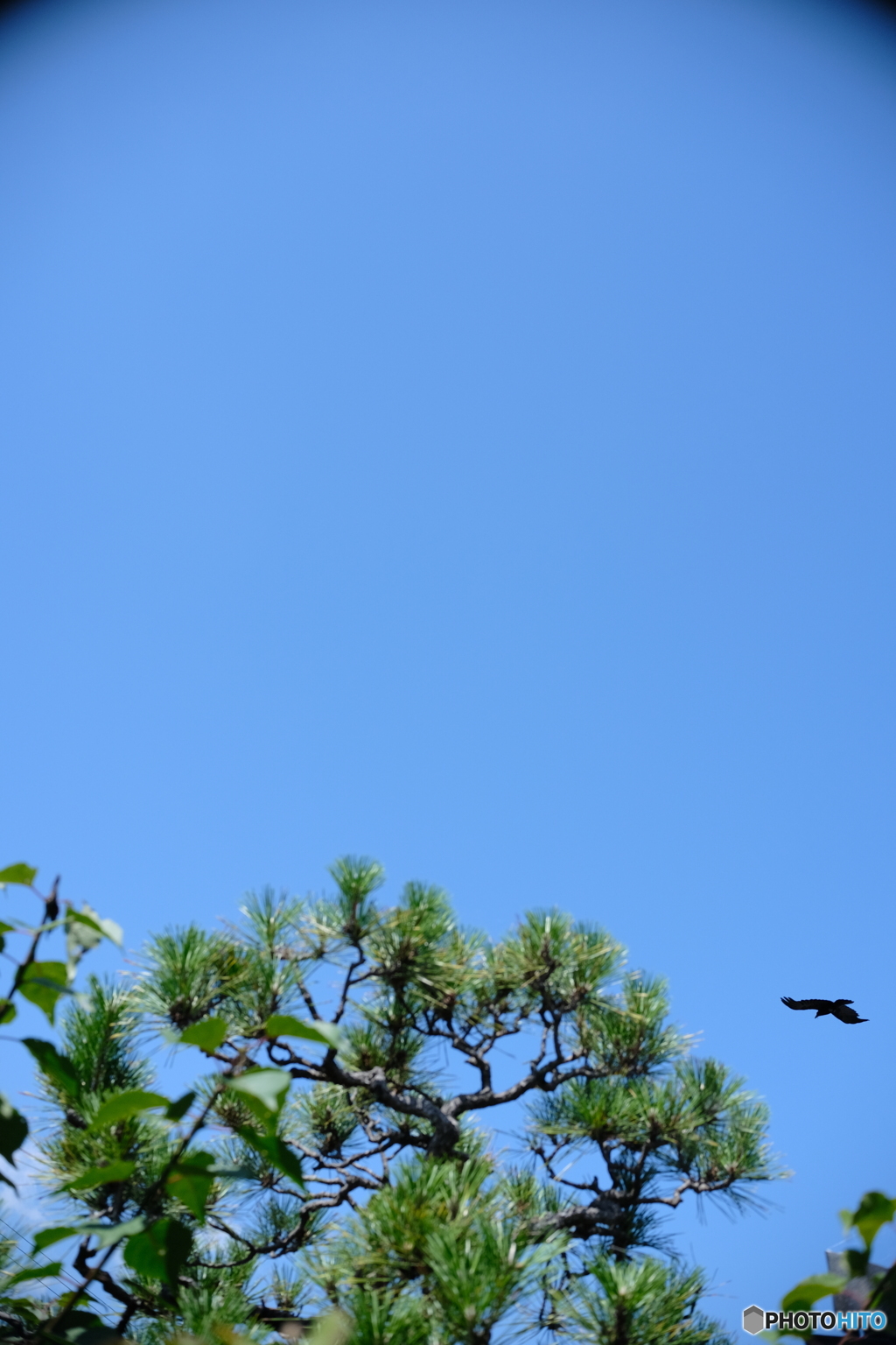 Fly fly fly