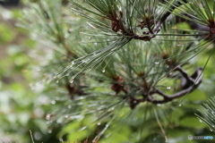 雨后