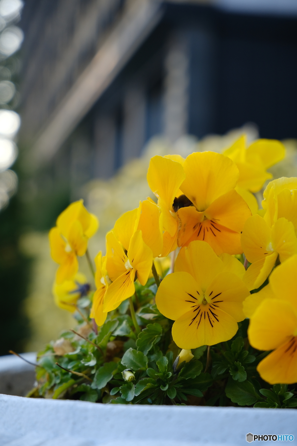 yellow fresh