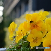yellow fresh
