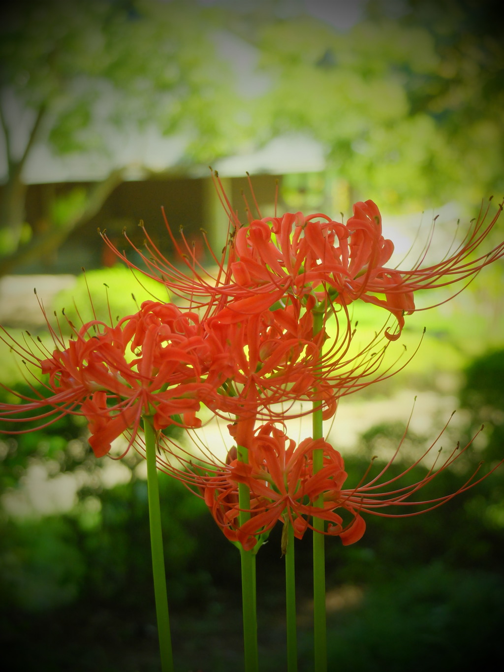 千葉公園の彼岸花