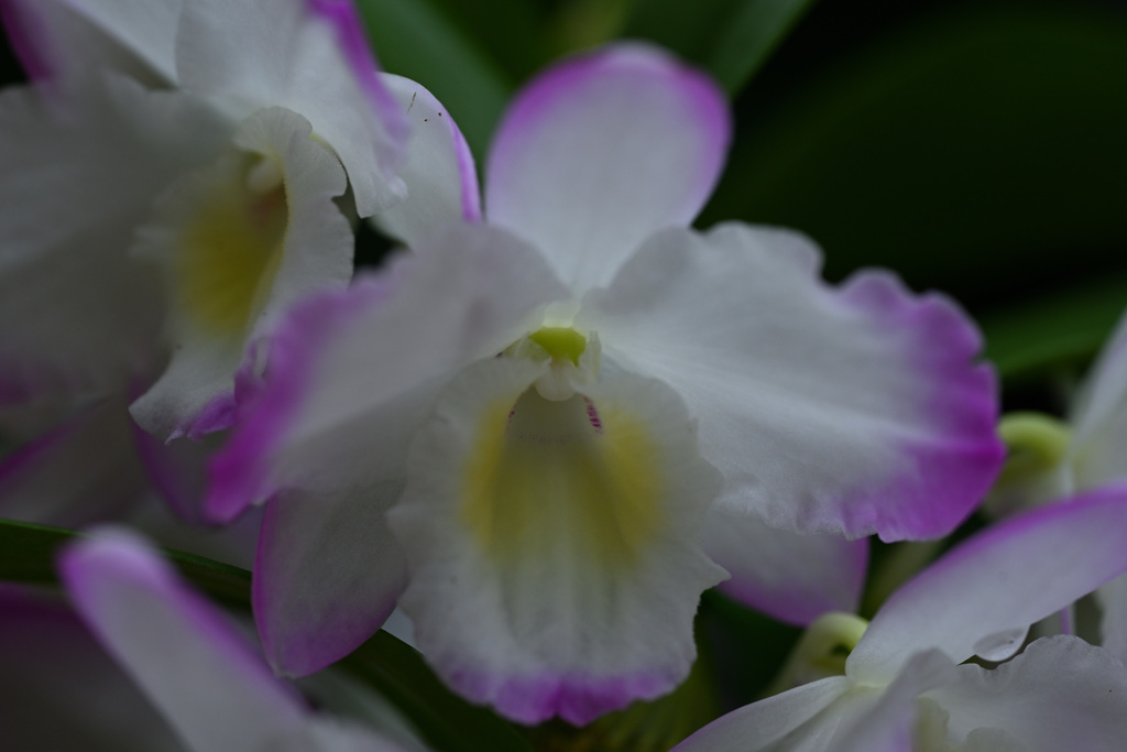 DSC_7057
