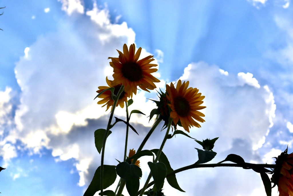 D1A3343B-3DAB-470F-86C3-59A91B9F117C