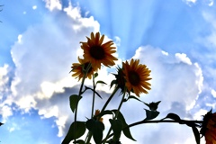 D1A3343B-3DAB-470F-86C3-59A91B9F117C