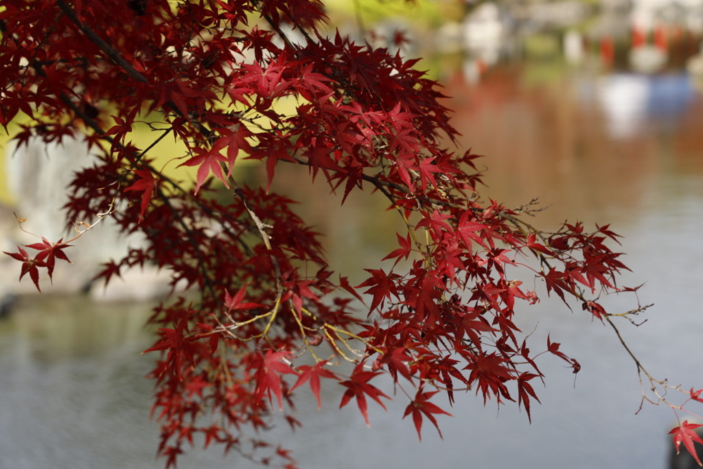 大仙公園日本庭園にて