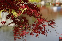 大仙公園日本庭園にて