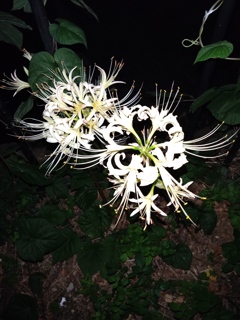 スマホ撮り曼珠沙華