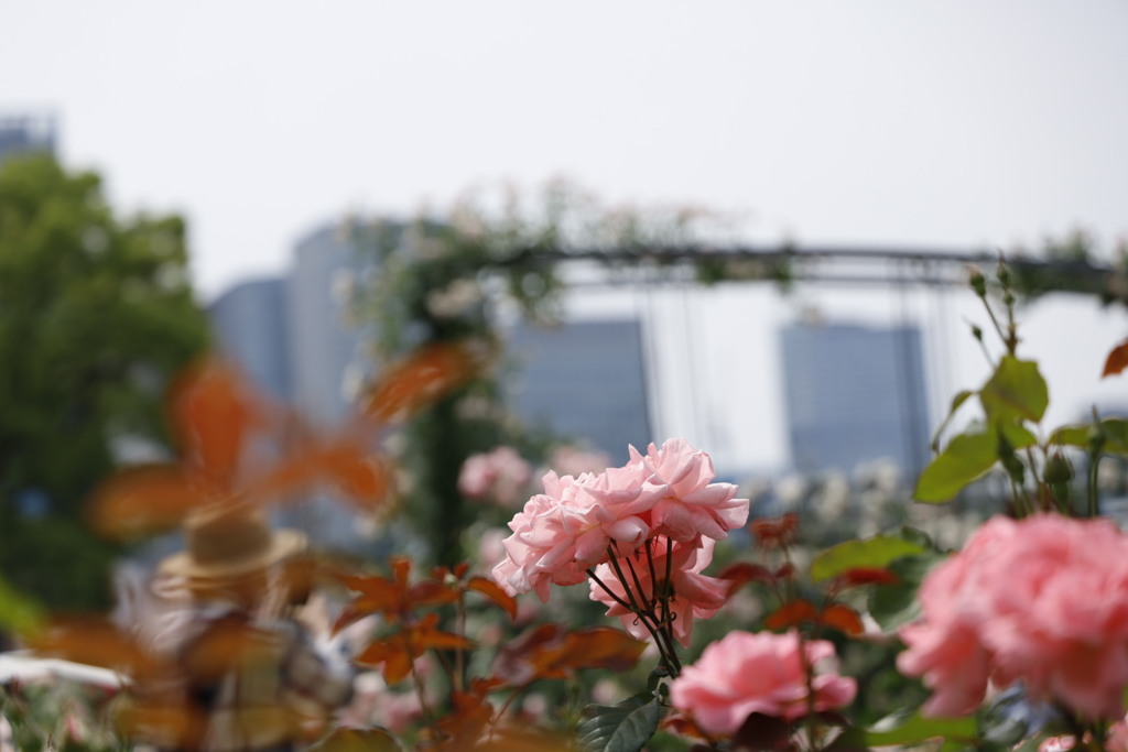 大阪中之島公園薔薇園にて
