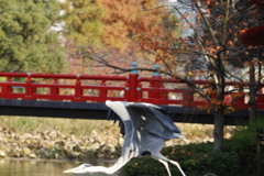 茶臼山にてアオサギが飛び立つ瞬間