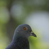 鳩