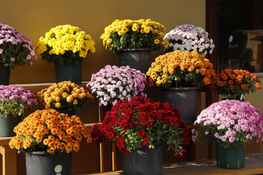 大仙公園日本庭園にて