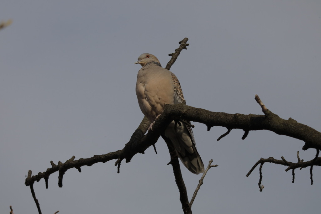 鳩