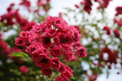 ミニ薔薇