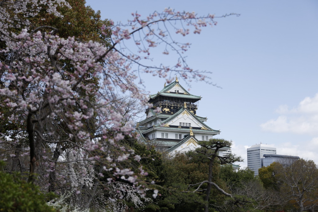 大阪城と桜