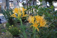 黄色曼珠沙華