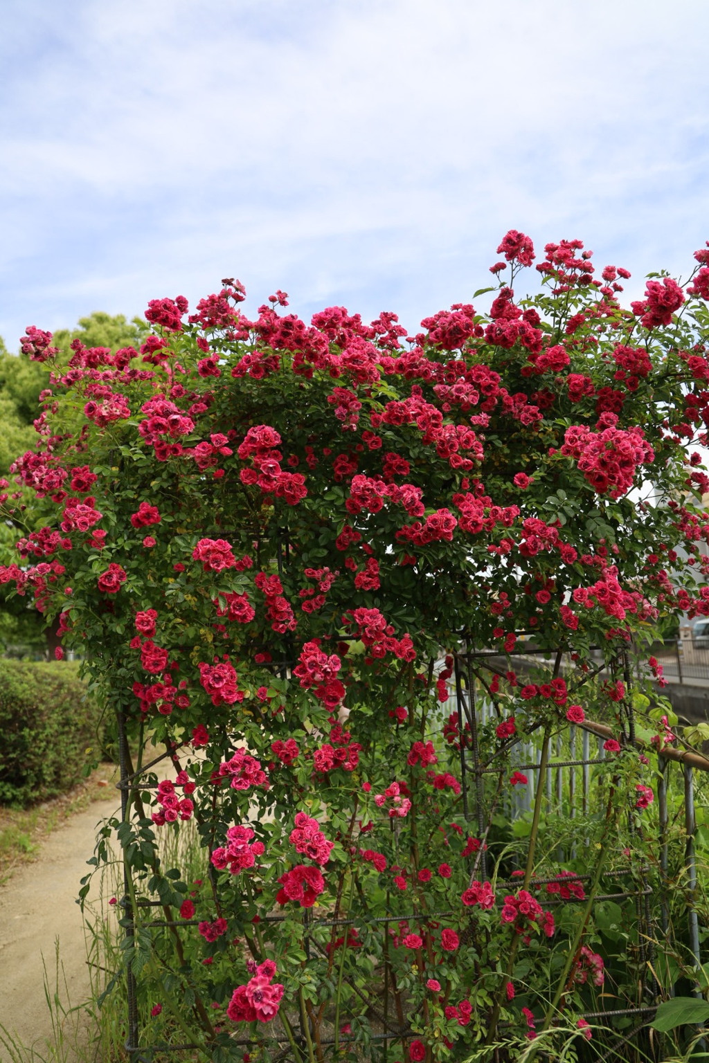 ミニ薔薇アーチ