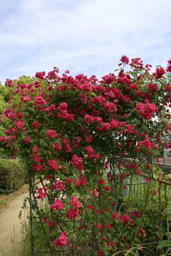 ミニ薔薇アーチ