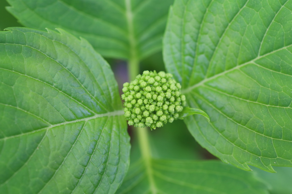 紫陽花のツボミ