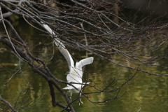 大阪天王寺茶臼山の池にて