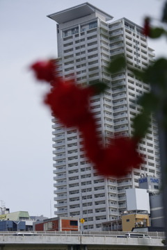 大阪中之島公園薔薇園にて