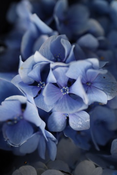 紫陽花
