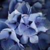 紫陽花