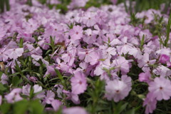 芝桜