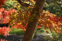 大仙公園日本庭園にて