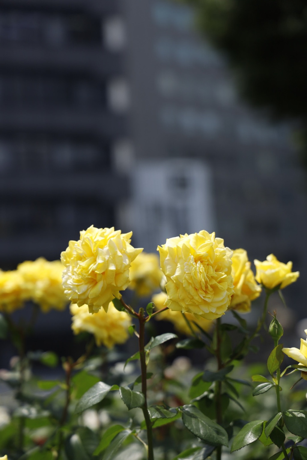 おけいはん降りてこないかなぁ