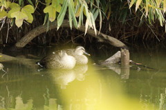 大阪天王寺茶臼山池にて