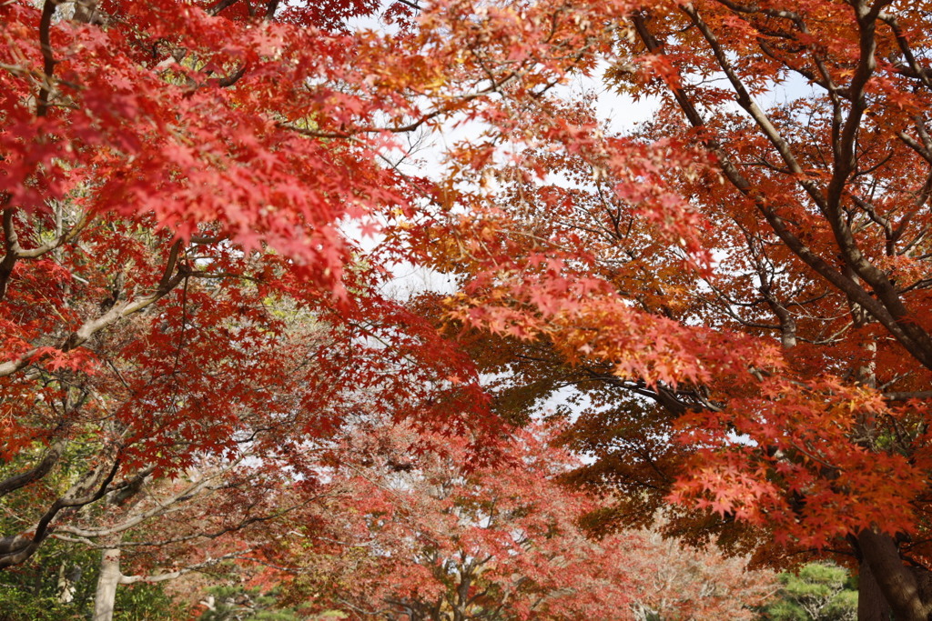 大仙公園日本庭園にて