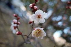 白梅