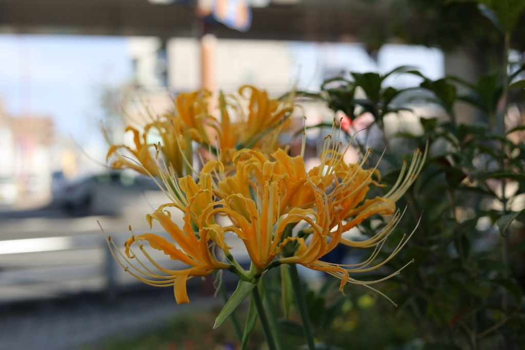 黄色曼珠沙華