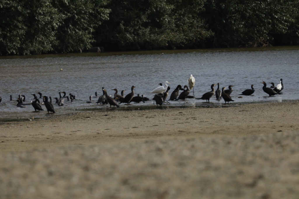 南海電車高野線浅香山駅付近大和川にて