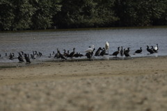 南海電車高野線浅香山駅付近大和川にて