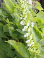 大葉(青紫蘇)の花